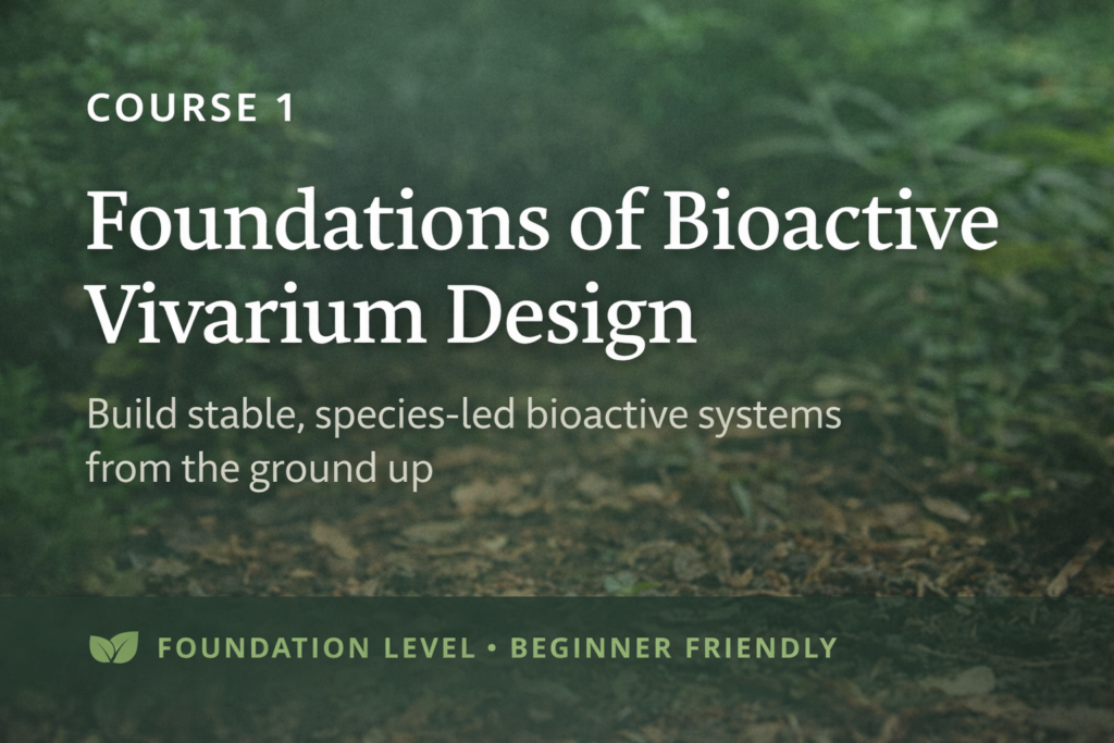Course 1 Foundations of Bioactive Vivarium Design – beginner bioactive enclosure course