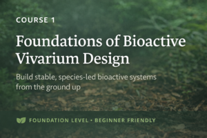 Bioactive Vivarium Fundamentals