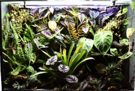 Why Most Bioactive Vivariums Fail (And How to Avoid It)